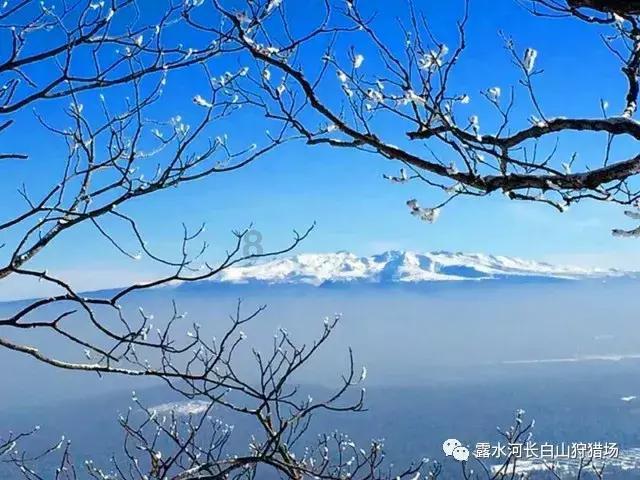 植物大战僵尸